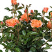 Orange Rose Bush - Utendørs Blomstrende Plante