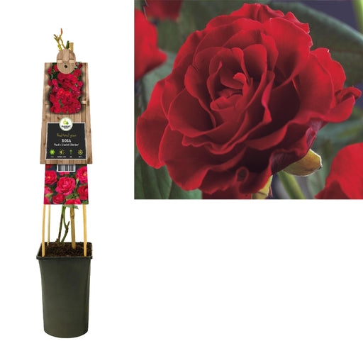 Paul'S Scarlet Climber Rose Bush D17Cm H75Cm