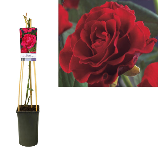 Rosebusk Paul'S Sclarlet Climber D17Cm H75Cm