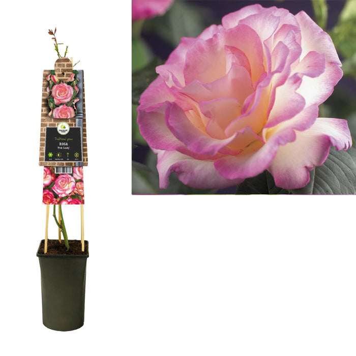 Rosa Candy Rose Bush D17Cm H75Cm