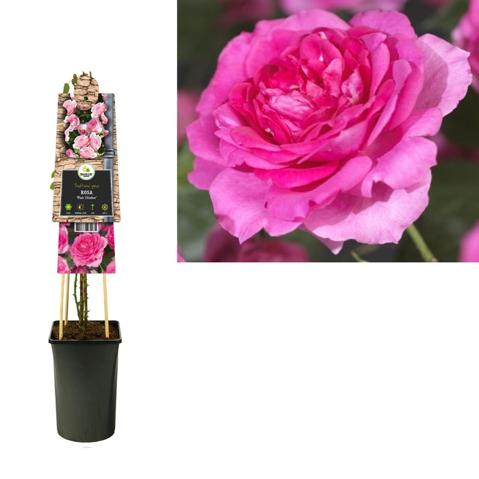 Rose Bush Pink Climber D17Cm H75Cm