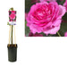 Rose Bush Pink Climber D17Cm H75Cm