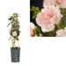 Pastell Rosa Rose Bush D15Cm H65Cm