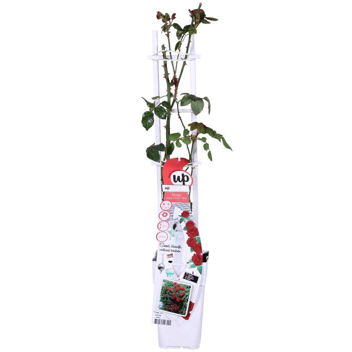 Rød Rosebusk - ↨65Cm - Ø15 - Blomstrende Busk