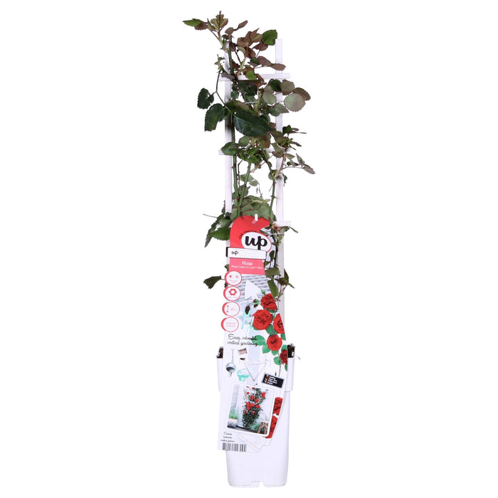 Rød Rosebusk - ↨65Cm - Ø15 - Blomstrende Busk