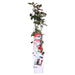 Rød Rosebusk - ↨65Cm - Ø15 - Blomstrende Busk