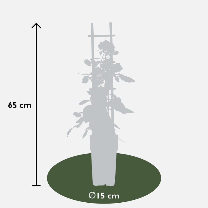 Rød Rosebusk - ↨65Cm - Ø15 - Blomstrende Busk