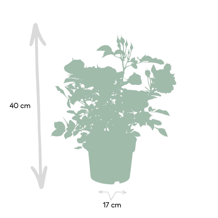 Rød Rosebusk - Utendørs Blomstrende Plante