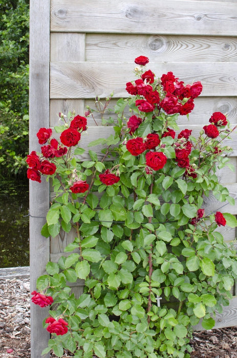 Rød, Rosa, Hvit Rosebusk - Sett Med 3 - ↨65 Cm - Ø15 - Blomstrende Utendørs Plante