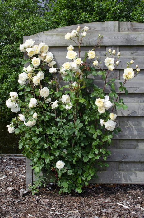 Rød, Rosa, Hvit Rosebusk - Sett Med 3 - ↨65 Cm - Ø15 - Blomstrende Utendørs Plante