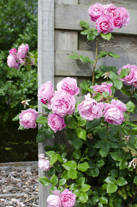 Rød, Rosa, Hvit Rosebusk - Sett Med 3 - ↨65 Cm - Ø15 - Blomstrende Utendørs Plante