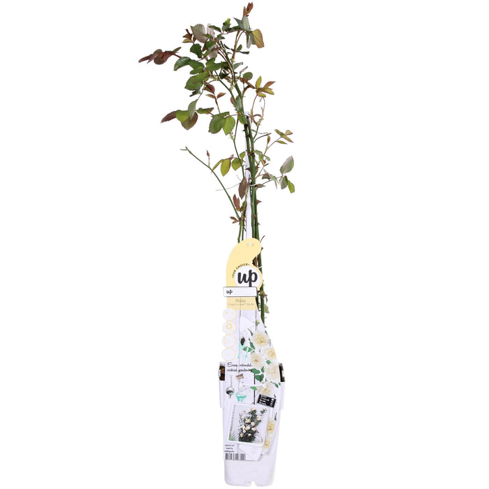 Hvit Vaniljerose - ↨65Cm - Ø15 - Blomstrende Busk