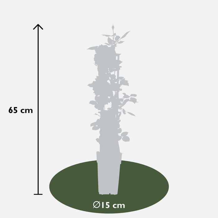 Hvit Vaniljerose - ↨65Cm - Ø15 - Blomstrende Busk