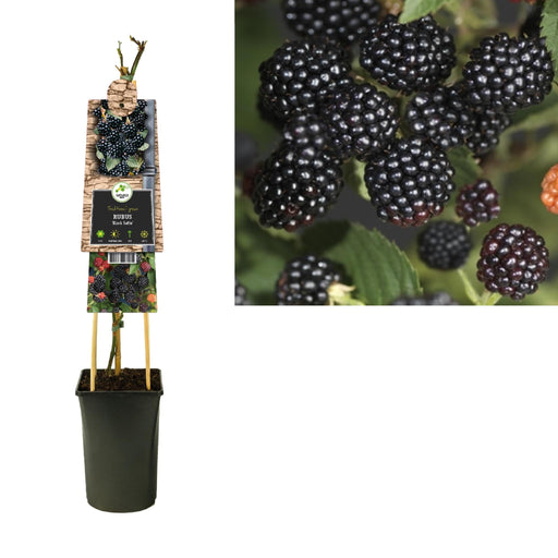 Rubus 'Black Satin' +3,0-Etikett - Ø17Cm - ↕75Cm