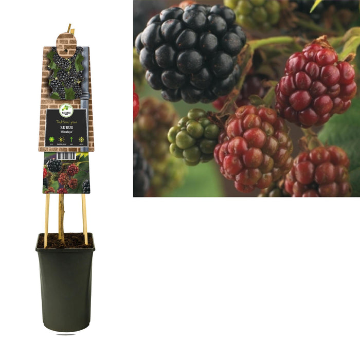 Rubus 'Himalaya' +3,0 Etikett - Ø17Cm - ↕75Cm