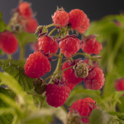 Rubus Idaeus 'Zefa Herbsternte' +3,0 Etikett - Ø17Cm - ↕75Cm