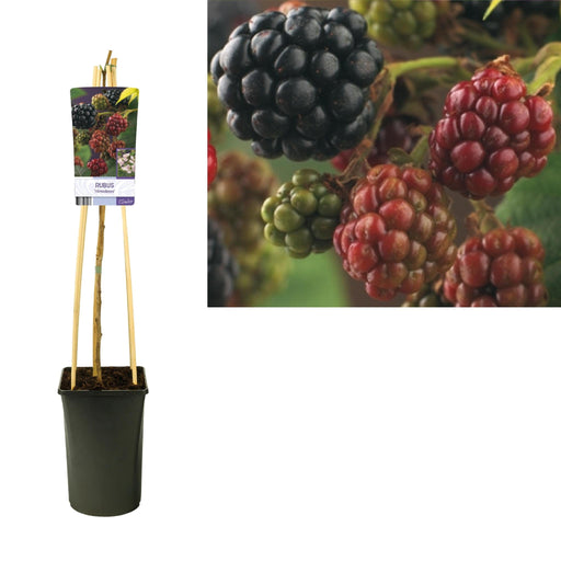 Rubus Blackberry Himalaya D17Cm H75Cm