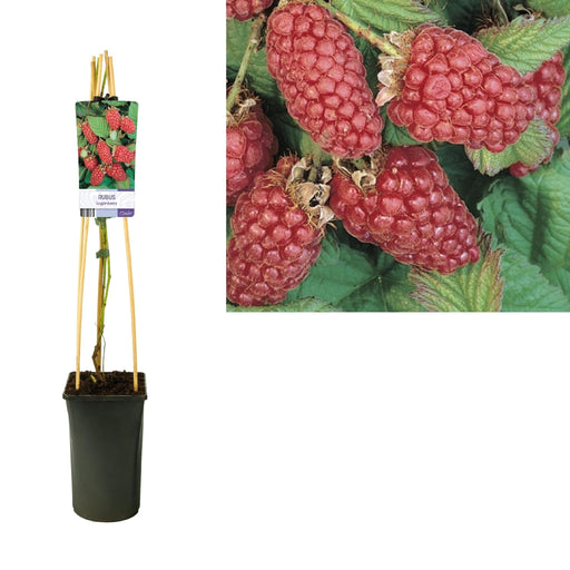 Rubus Blackberries Loganberry D17Cm H75Cm