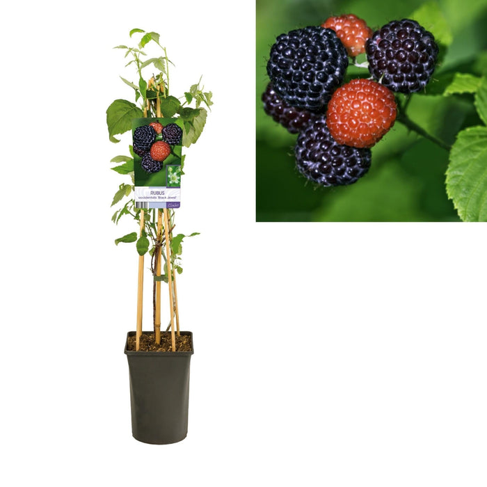 Rubus Occidentalis 'Black Jewel' +Lys Etikett - Ø17Cm - ↕75Cm