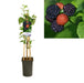 Rubus Occidentalis 'Black Jewel' +Lys Etikett - Ø17Cm - ↕75Cm