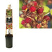 Rubus Phoenicolasius +3,0 Etikett - Ø17Cm - ↕75Cm