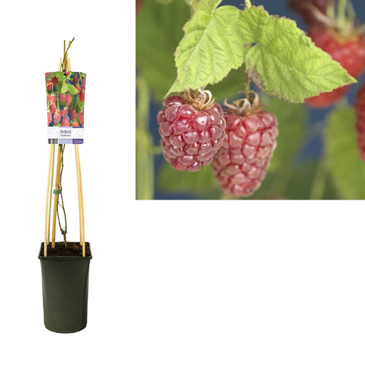 Rubus 'Tayberry' Mulberry Bringebær D17Cm H75Cm