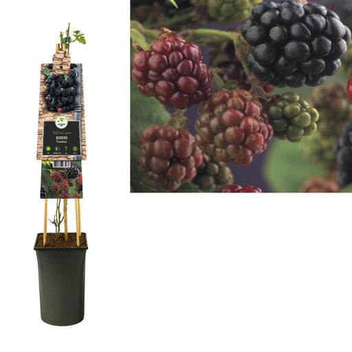 Rubus 'Thornfree' +3,0 Etikett - Ø17Cm - ↕75Cm