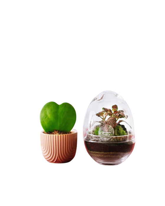 Valentinsdag - Duo Hoya Simple Heart Og Mini Bohol Fittonia Rød