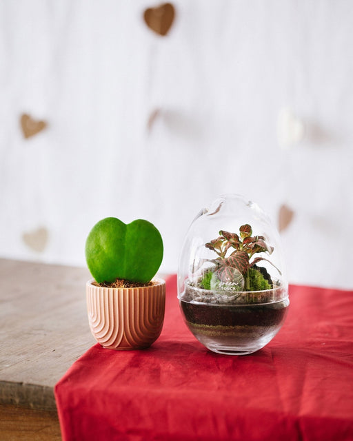 Valentinsdag - Duo Hoya Simple Heart Og Mini Bohol Fittonia Rød