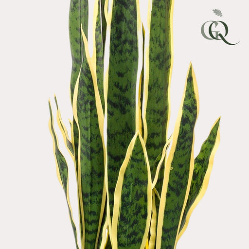 Sanseveria Trifasciata Kunstig Plante - H97Cm, Ø12Cm