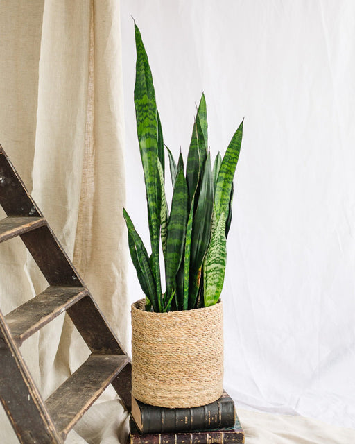 Sansevieria Svart Korall