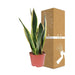 Sansevieria Black Superba