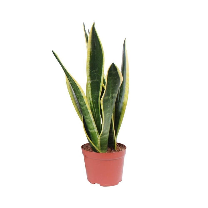 Sansevieria Black Superba