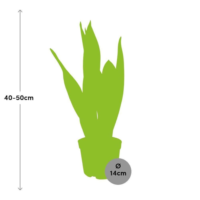 Sansevieria Black Superba