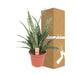 Sansevieria Diamond Green