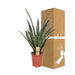 Sansevieria Diamond Green