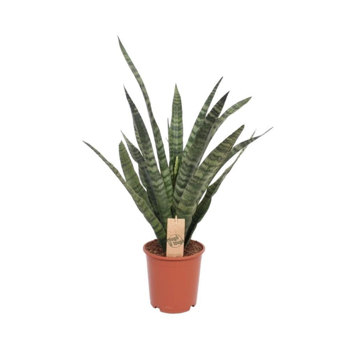 Sansevieria Diamond Green