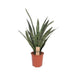 Sansevieria Diamond Green