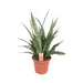 Sansevieria Diamond Green