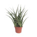 Sansevieria Fernwood Punk