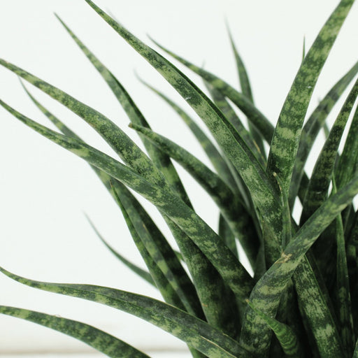 Sansevieria Fernwood Punk - Sett Med 2