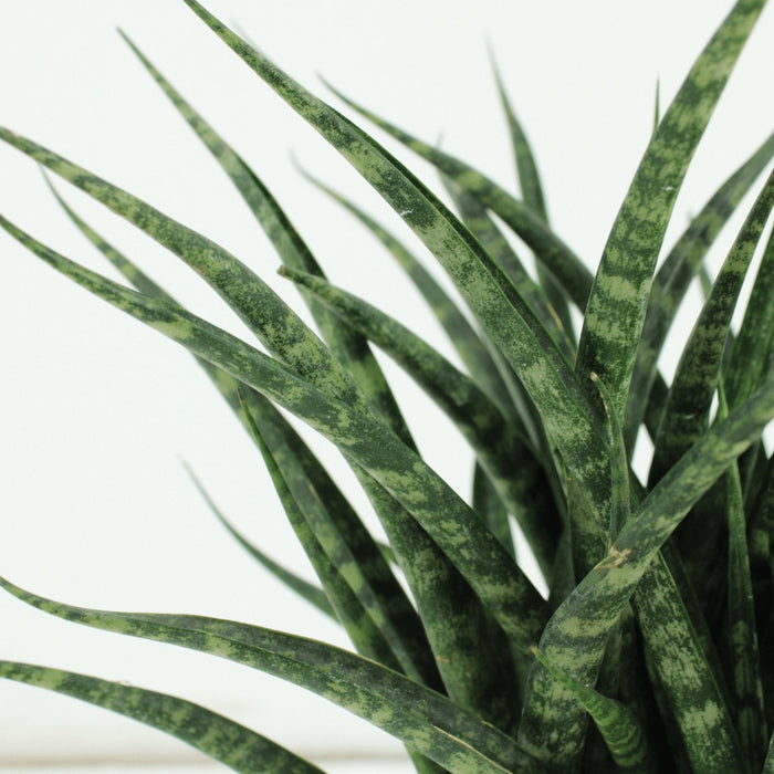 Sansevieria Fernwood Punk - Sett Med 2