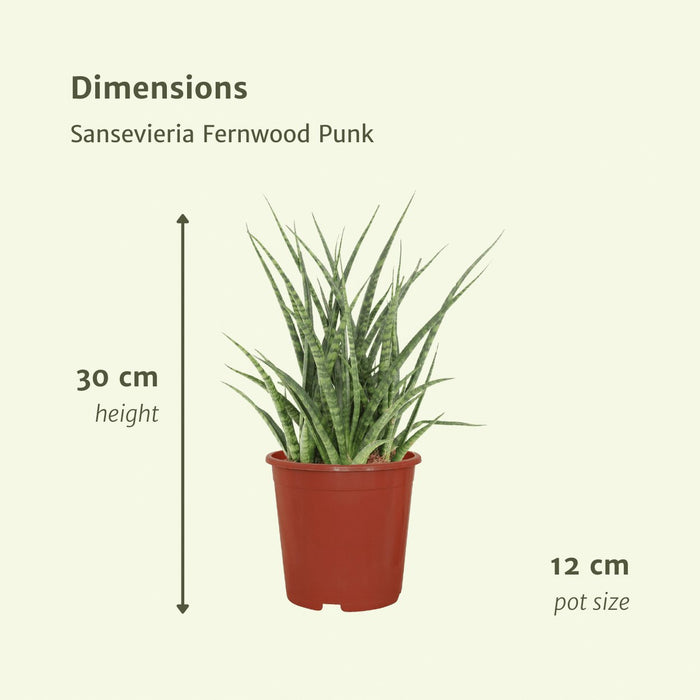 Sansevieria Fernwood Punk - Sett Med 2