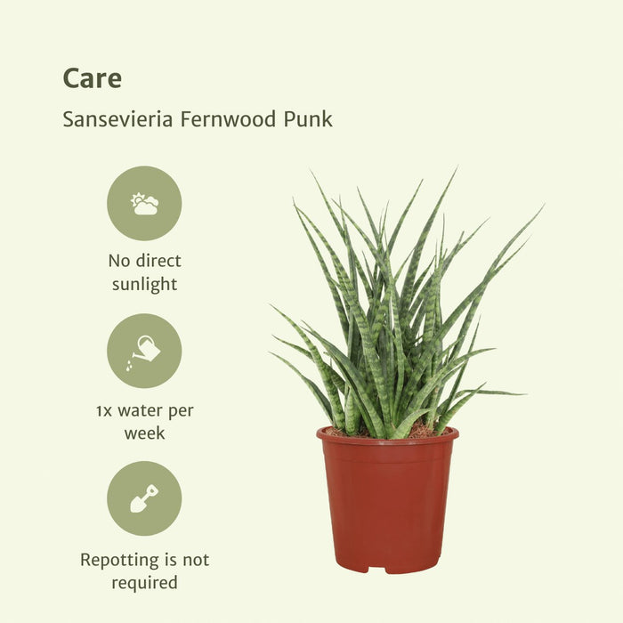 Sansevieria Fernwood Punk - Sett Med 2