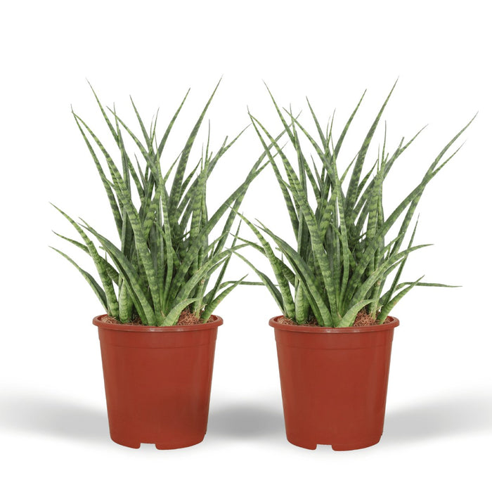 Sansevieria Fernwood Punk - Sett Med 2