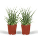 Sansevieria Fernwood Punk - Sett Med 2