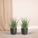 Sansevieria Fernwood Punk - Sett Med 2