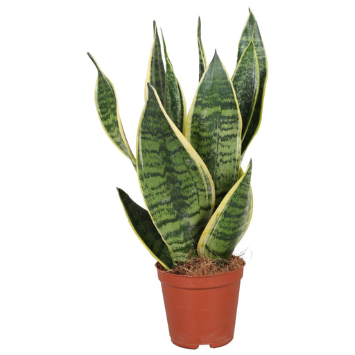 Sansevieria Futura Superba