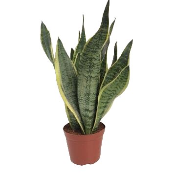 Sansevieria Futura Superba