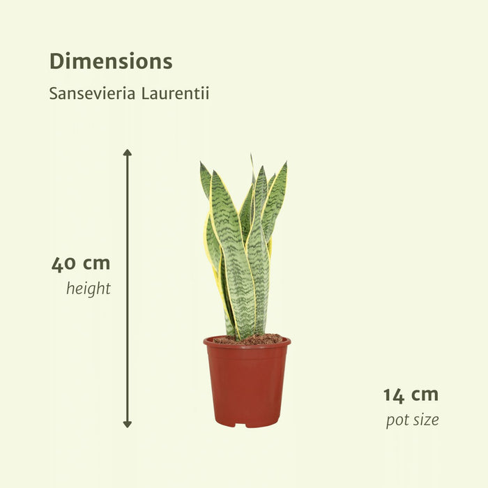 Sansevieria Laurentii - Sett Med 2